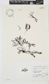 Hypnea spicifera image