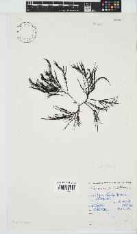 Hypnea spicifera image