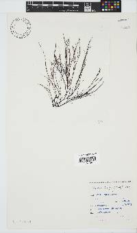Hypnea spicifera image