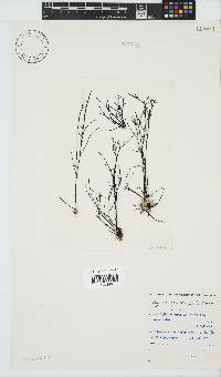 Hypnea spicifera image