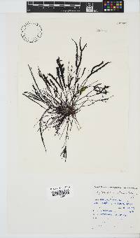 Hypnea spicifera image