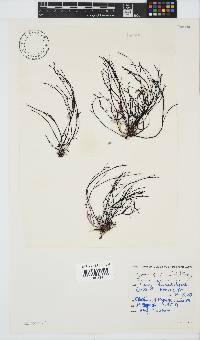 Hypnea spicifera image