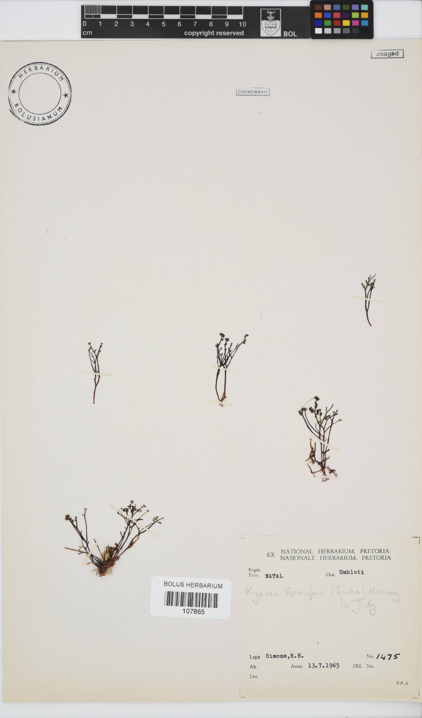 Hypnea spicifera image