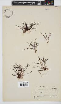 Hypnea spicifera image