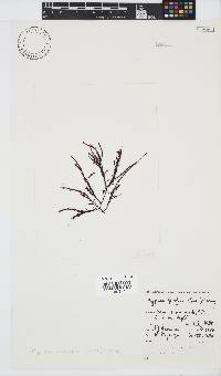Hypnea spicifera image