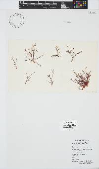 Hypnea spicifera image