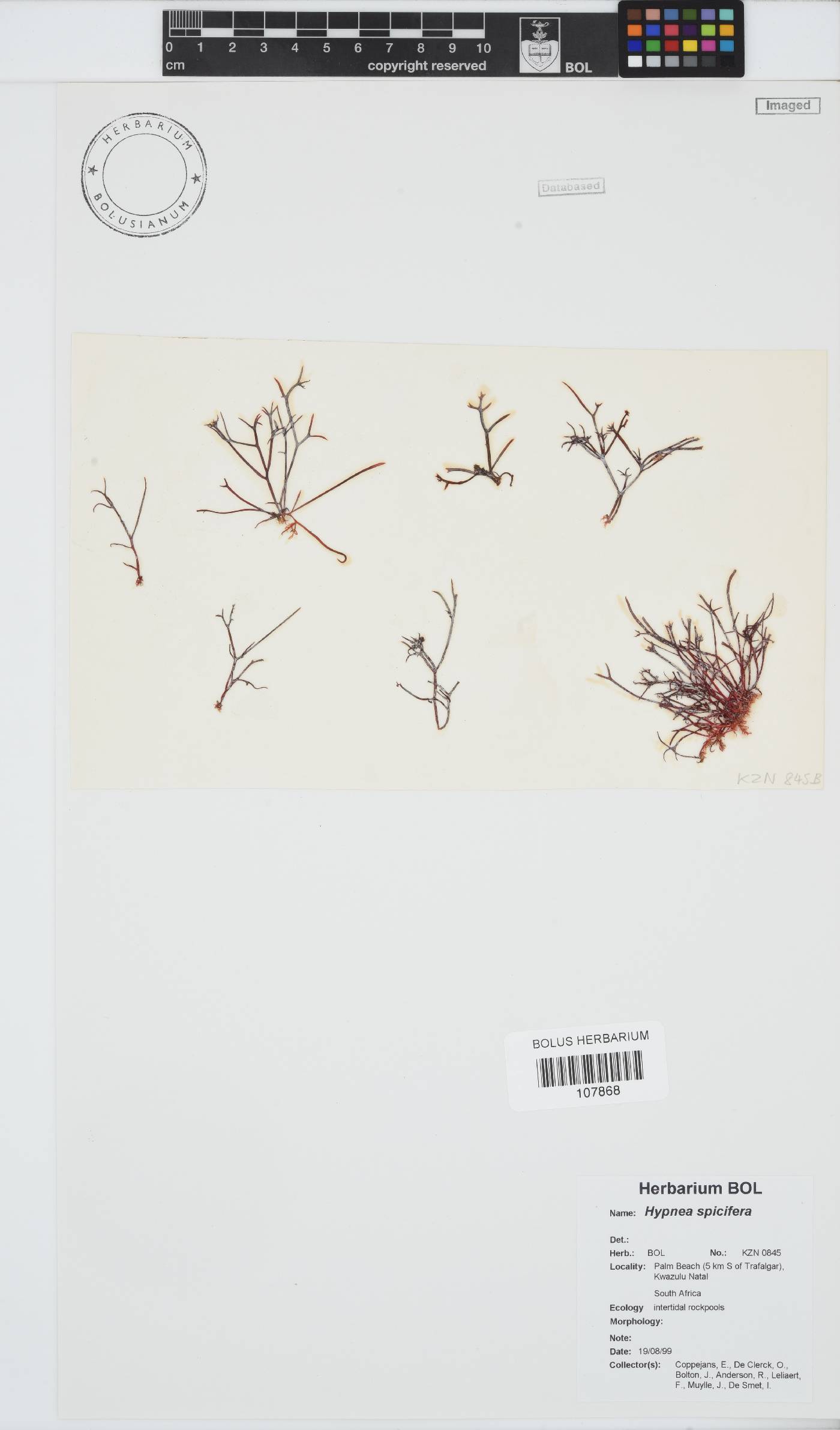Hypnea spicifera image