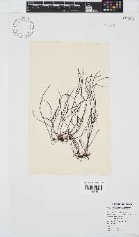 Hypnea spicifera image