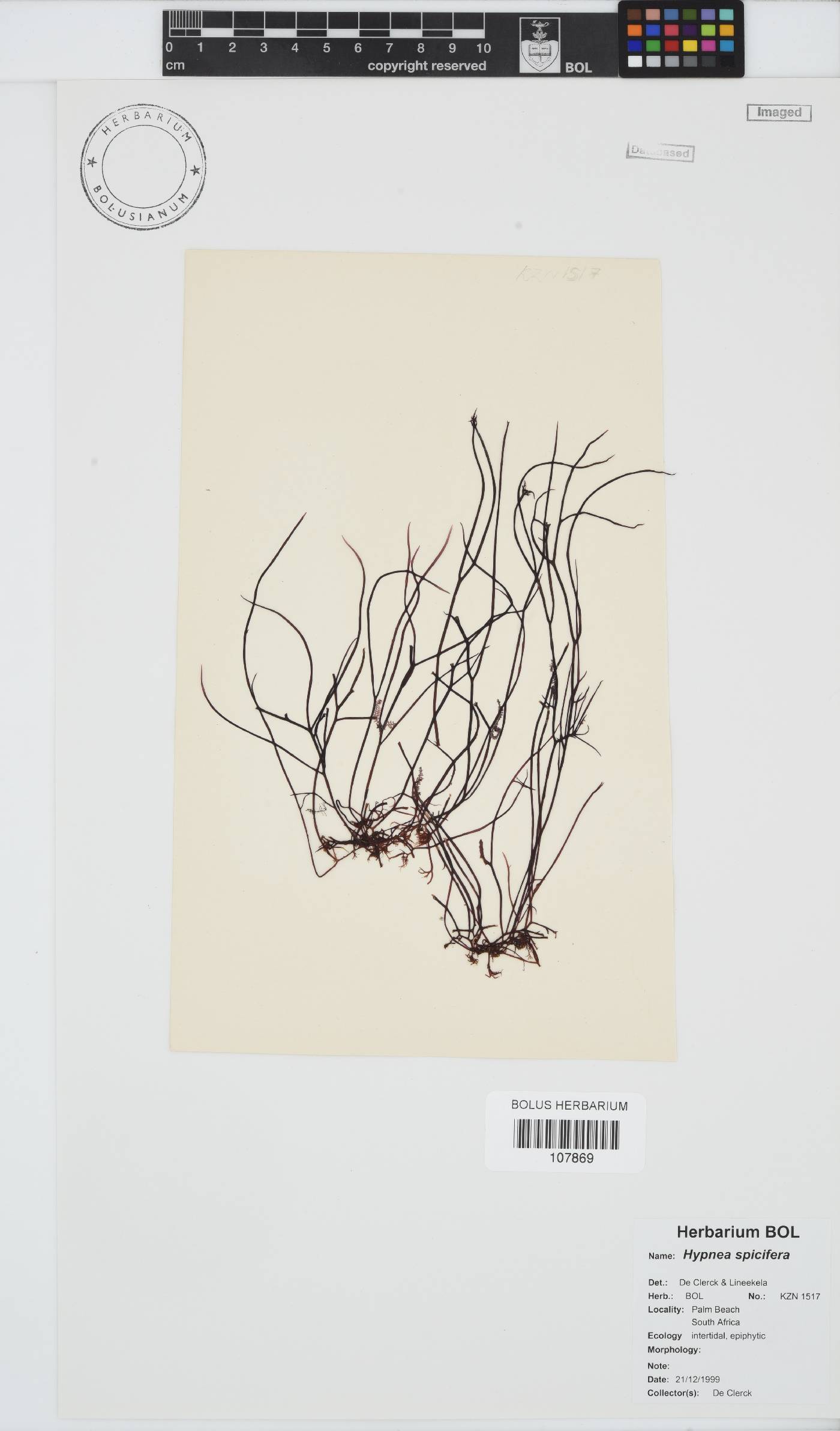 Hypnea spicifera image