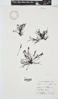 Hypnea spicifera image