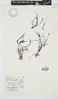 Hypnea spicifera image
