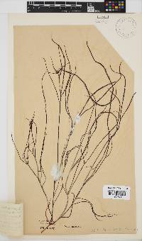 Hypnea spicifera image
