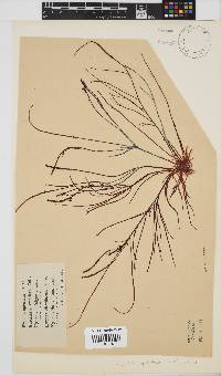 Hypnea spicifera image