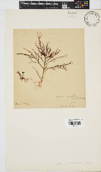 Hypnea spicifera image