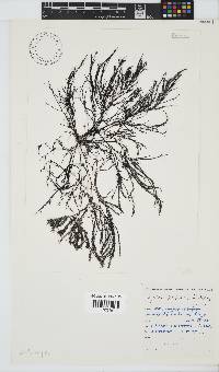 Hypnea spicifera image