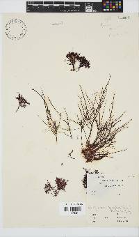Hypnea spicifera image