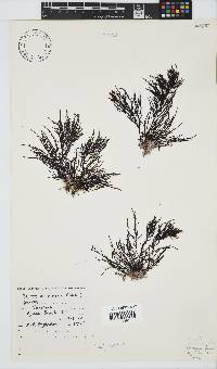 Hypnea spicifera image