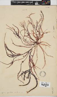 Hypnea spicifera image