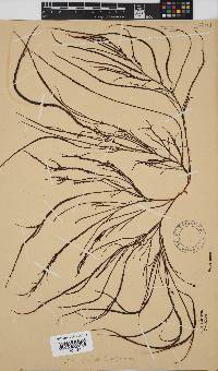 Hypnea spicifera image