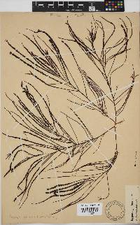 Hypnea spicifera image