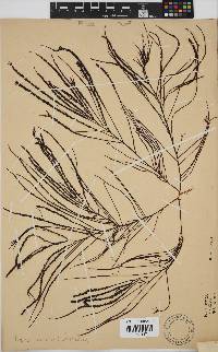 Hypnea spicifera image