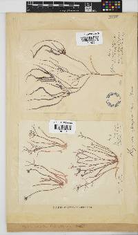 Hypnea spicifera image
