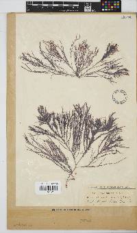 Hypnea spicifera image