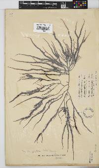 Hypnea spicifera image