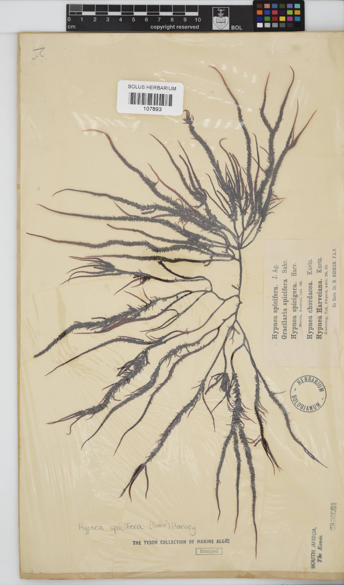Hypnea image