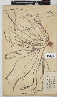 Hypnea spicifera image