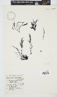 Hypnea spicifera image