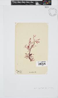 Hypnea spicifera image