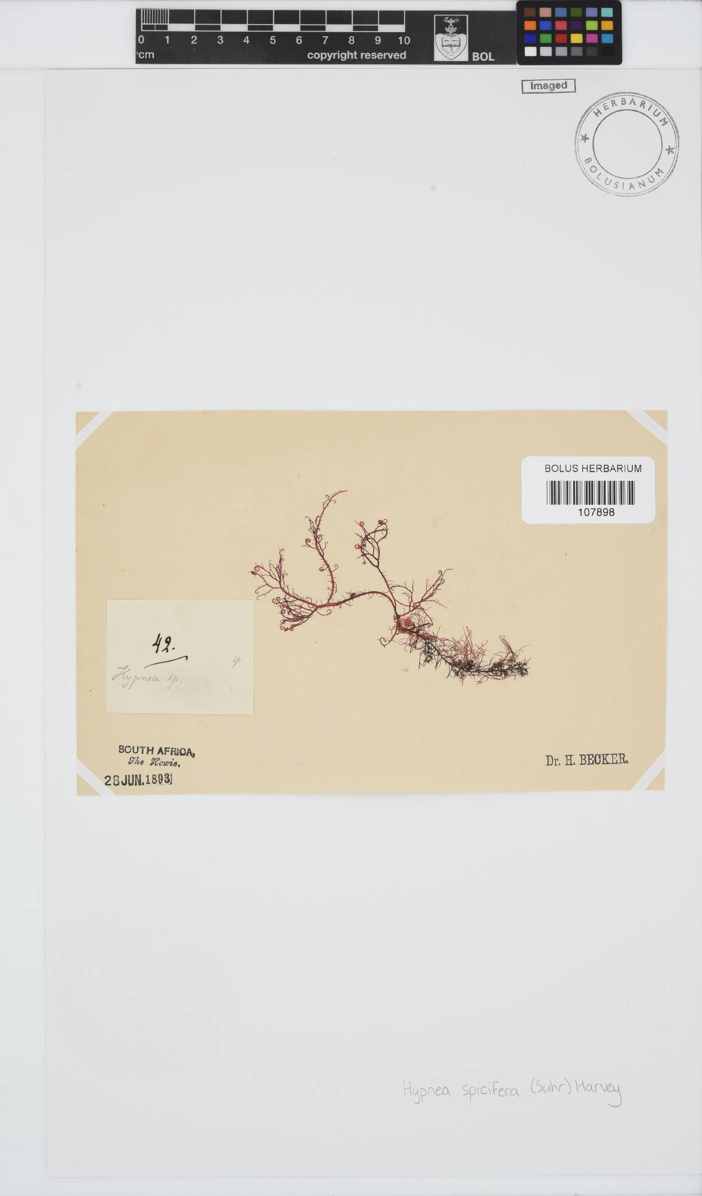 Hypnea spicifera image