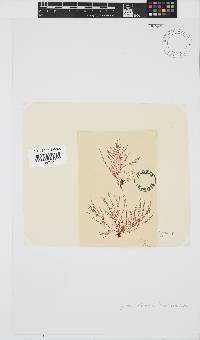 Hypnea spicifera image