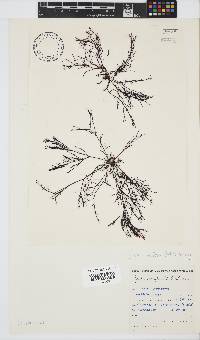 Hypnea spicifera image