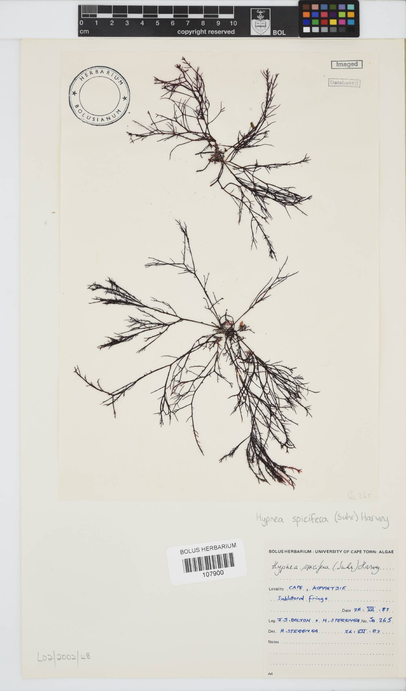 Hypnea spicifera image