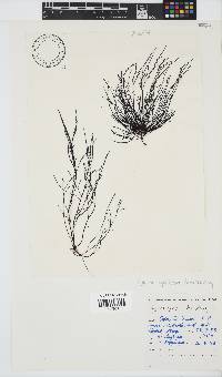 Hypnea spicifera image