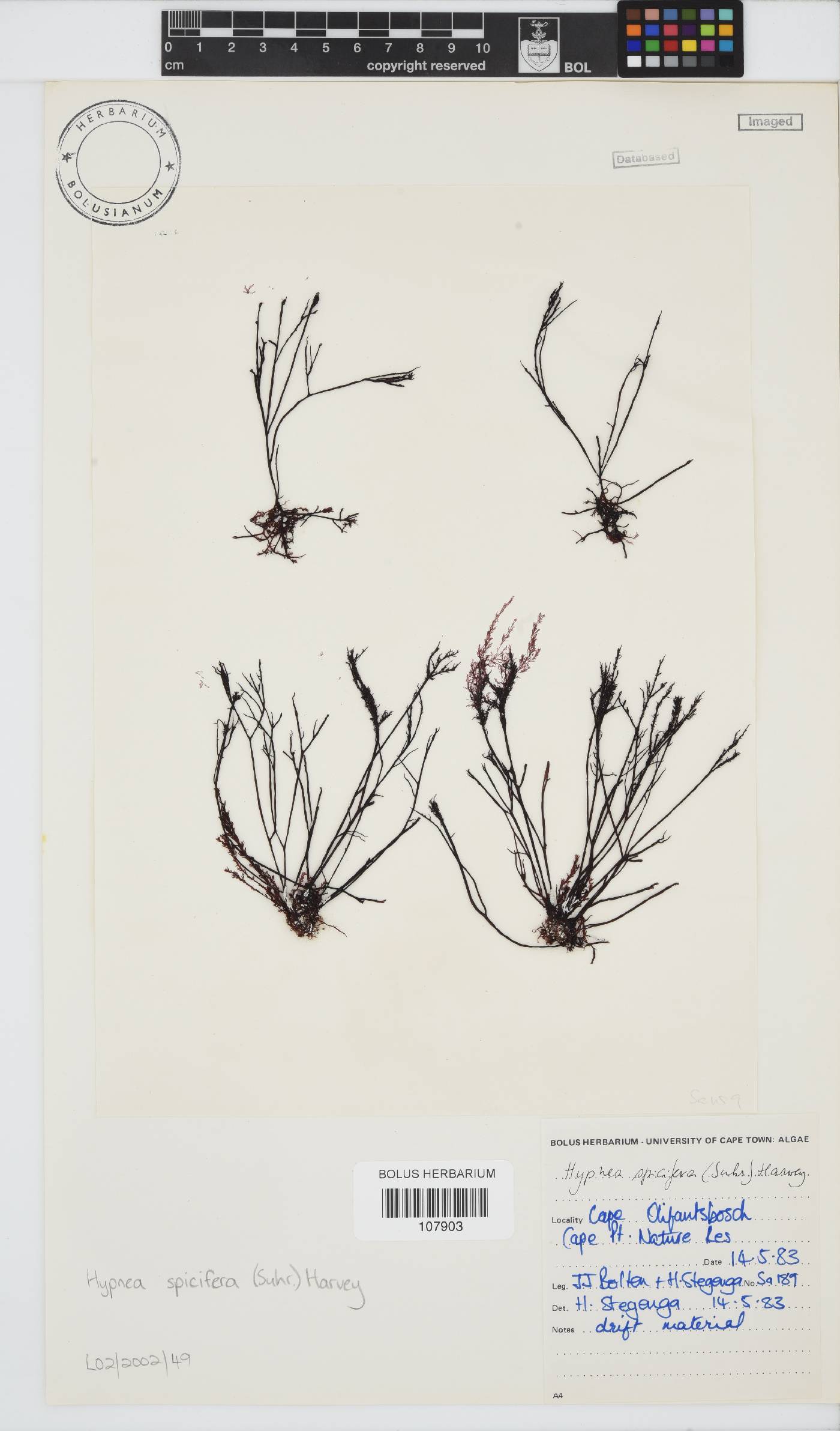 Hypnea spicifera image