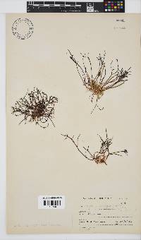 Hypnea spicifera image