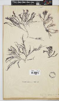 Hypnea spicifera image