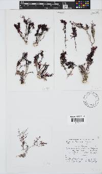 Hypnea tenuis image