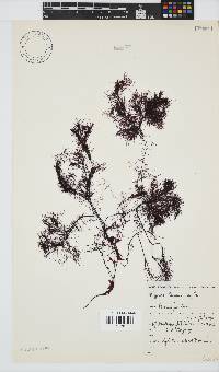 Hypnea tenuis image