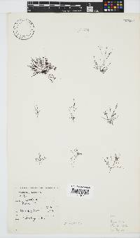 Hypnea tenuis image