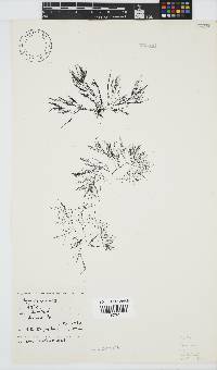 Hypnea tenuis image