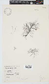 Hypnea tenuis image