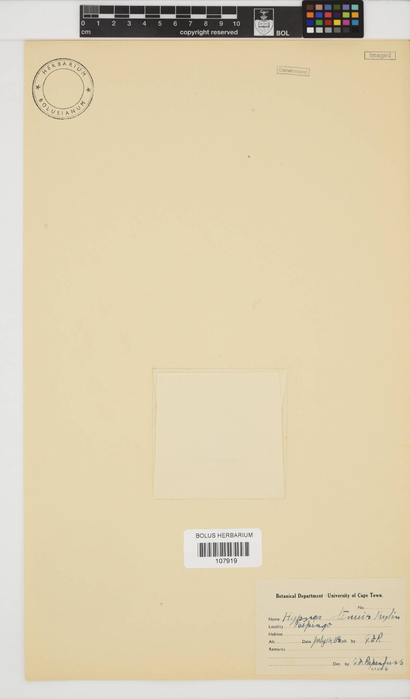 Hypnea tenuis image