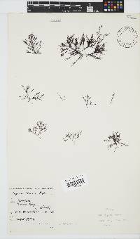 Hypnea tenuis image