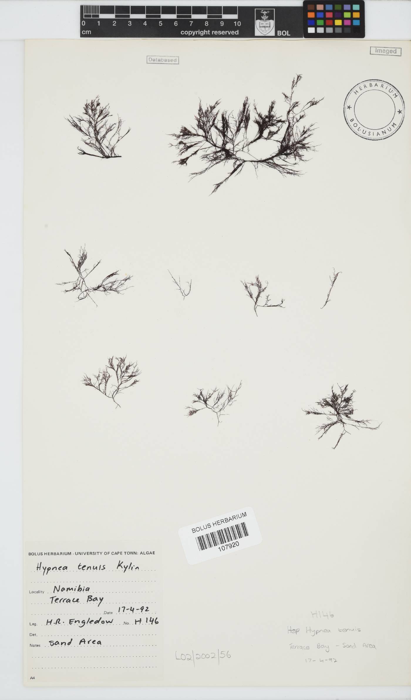 Hypnea tenuis image