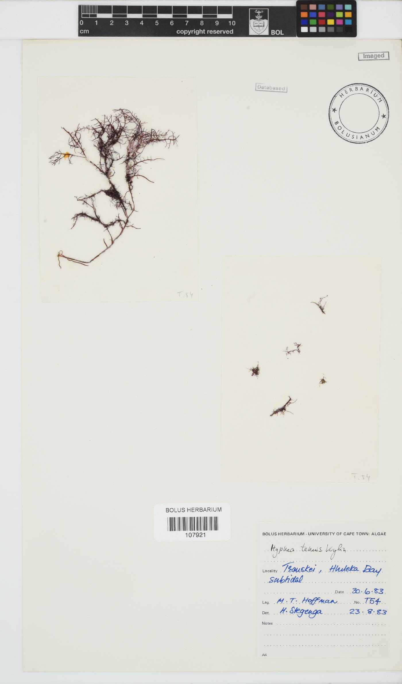 Hypnea tenuis image