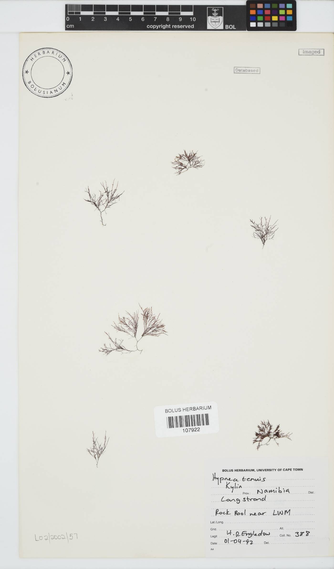 Hypnea tenuis image